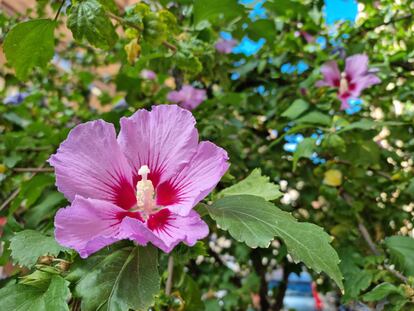 Syrian Hibiscus one of Benito Cotarelo's favorite plants.