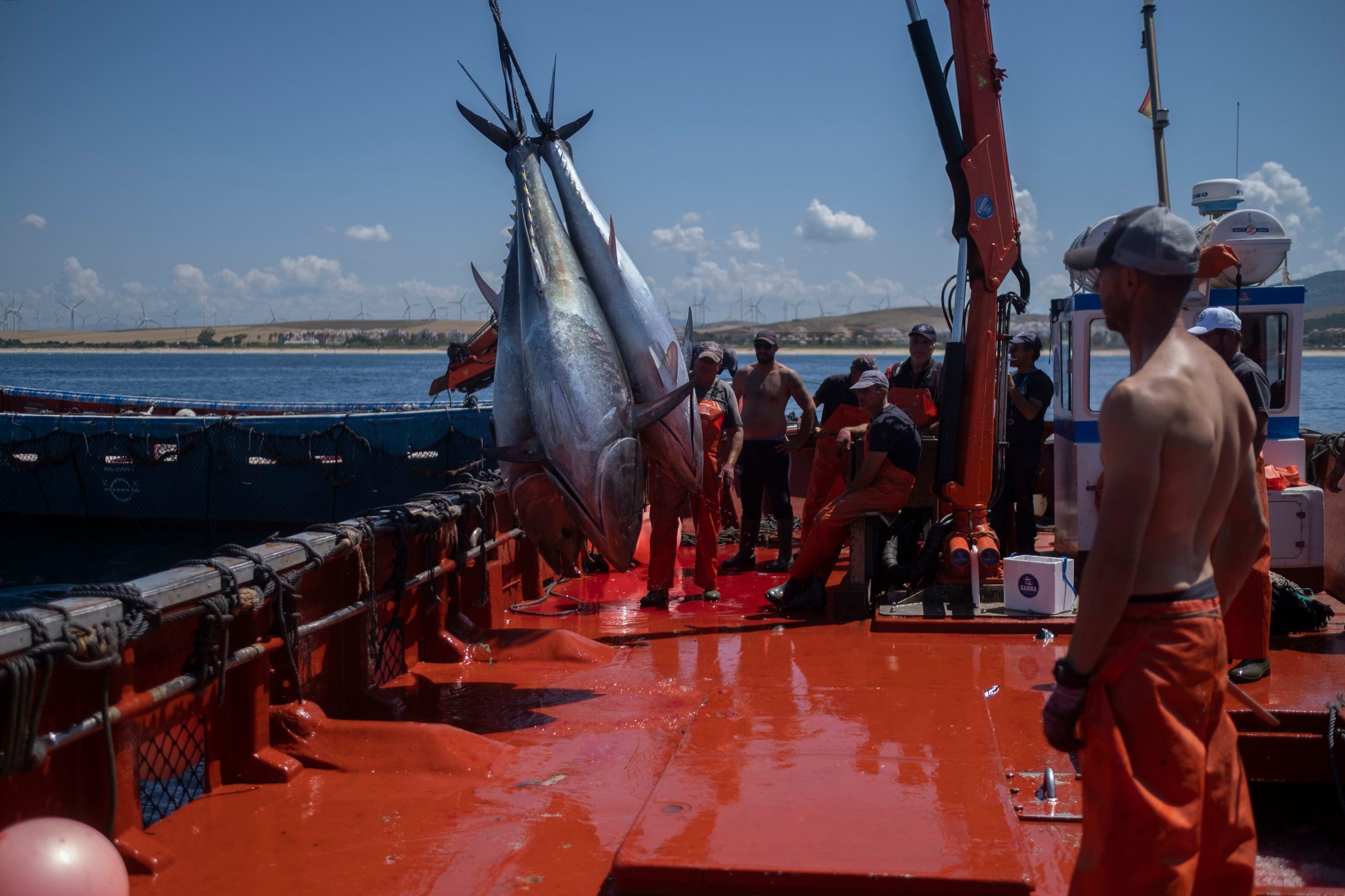 Último de día de pesca e izado de los atunes capturados, en Zahara de los Atunes (Cádiz).