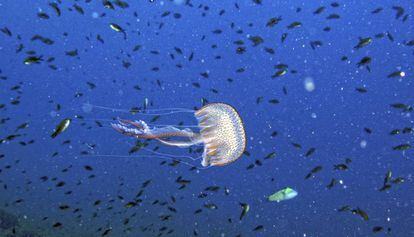 Ejemplar de pelagia noctiluca, medusa t&iacute;pica del mar Mediterr&aacute;neo.