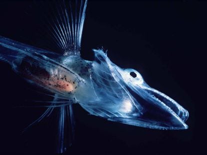 Imagen de un pez hielo en el oc&eacute;ano Ant&aacute;rtico.