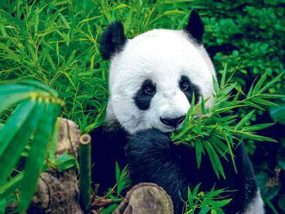 Un panda en el Zoo de Madrid.