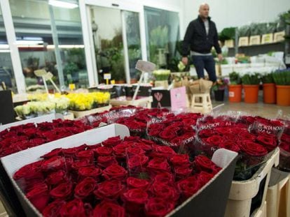Magatzem de roses al mercat majorista de la flor de Mercabarna.