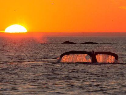 Ballenas en la bahía de Monterey.