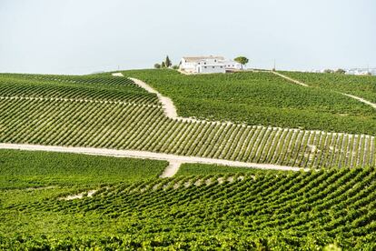 Viñedos de Jerez.