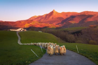 <a href="https://turismo.euskadi.eus/es/espacios-naturales/parque-natural-de-aralar/aa30-12375/es/" target="_blank">La sierra de Aralar</a> despunta a caballo entre Navarra y Gipuzkoa, pero solo la parte vasca está declarada parque natural. Abaltzisketa y Ataún son las dos puertas de entrada a una de las áreas montañosas más importantes de Euskadi, que tiene en la cima del Txindoki o Larrunarri uno de sus iconos. Con muchas posibilidades de turismo de naturaleza, gastronómico y etnográfico: caseríos, el queso Idiazabal, la sidra, rutas senderistas, ecuestres y en bicicleta de montaña. Y temperaturas suaves durante todo el año, 17ºC las máximas, 7ºC las mínimas (siempre de media).<br></br> En la imagen, un rebaño de ovejas en Lazkaomendi con vistas a la montaña Txindoki.
