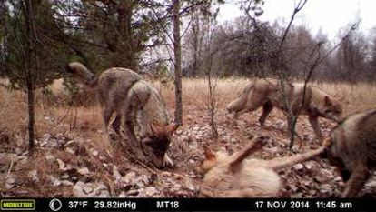 Lobos captados por las cámaras trampa en la Zona de Exclusión de Chernóbil.