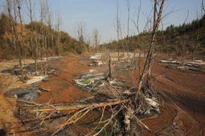 Fotografía facilitada por la organización ecologista Greenpace de árboles que han muerto debido al vertido nocturno de aguas residuales, en Ordos.