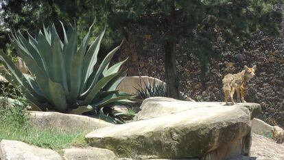Una visitante del zoológico de San Juan de Aragón tomó en 2015 esta imagen del lobo mexicano.