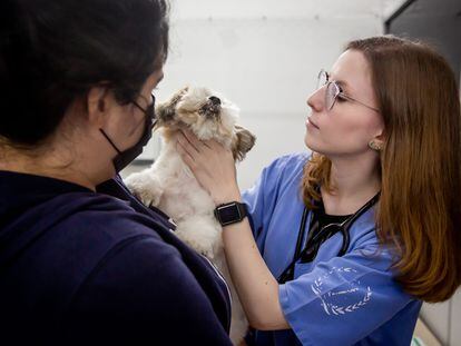 Una veterinaria examina a un perro.