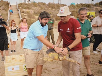 El presidente en funciones de la Región de Murcia, Fernando López Miras, ayuda a liberar un ejemplar de tortuga boba en la playa de la Carolina, en el espacio protegido de Cuatro Calas , en Águilas, en la Región de Murcia, este jueves.