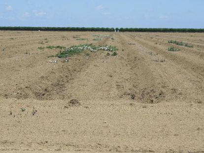 325.000 hect&aacute;reas de tierra cultivable se quedan sin plantar.