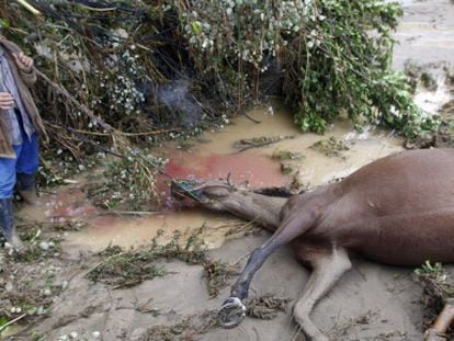 Una yegua muerta en &Aacute;lora (M&aacute;laga) por las lluvias torrenciales.