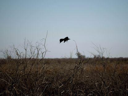 Un cuervo común vuela sobre el estero del delta del río Colorado, al sur de Mexicali (México).