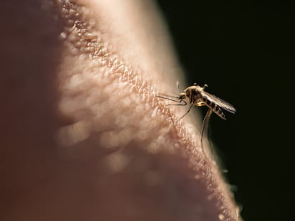 Los hospitales españoles detectan un súbito aumento de viajeros con enfermedades tropicales 