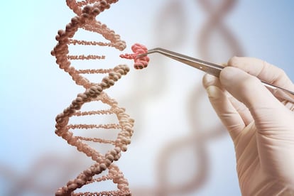 La técnica CRISPR permite reemplazar trozos de ADN.