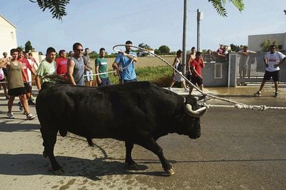 "Bou capllaçat" (toro ensogado) en las calles de Sant Jaume d'Enveja (Tarragona). En el caso del 'capllaçat' al toro se le enmaroma por los cuernos y se le arrastra por las calles. En contraste con los datos del Ministerio de Cultural, la Federación Española de Entidades de Tauromaquia Popular calcula que en 2015 se celebraron 289 fiestas taurinas solo en las comarcas del sur de Cataluña.