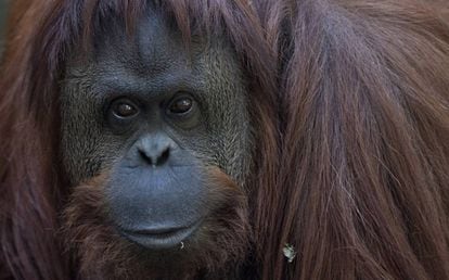 La mirada de la orangutana impresiona. El encierro la deprime: si no la estimulan, permanece inactiva la mitad del día.