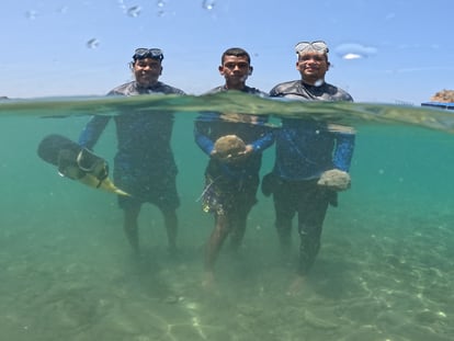 Los jardineros de coral Jerson Enrique Granados, Kendry José Britto y Miguel Ángel Pineda, durante una jornada de trabajo en Santa Marta (Colombia).