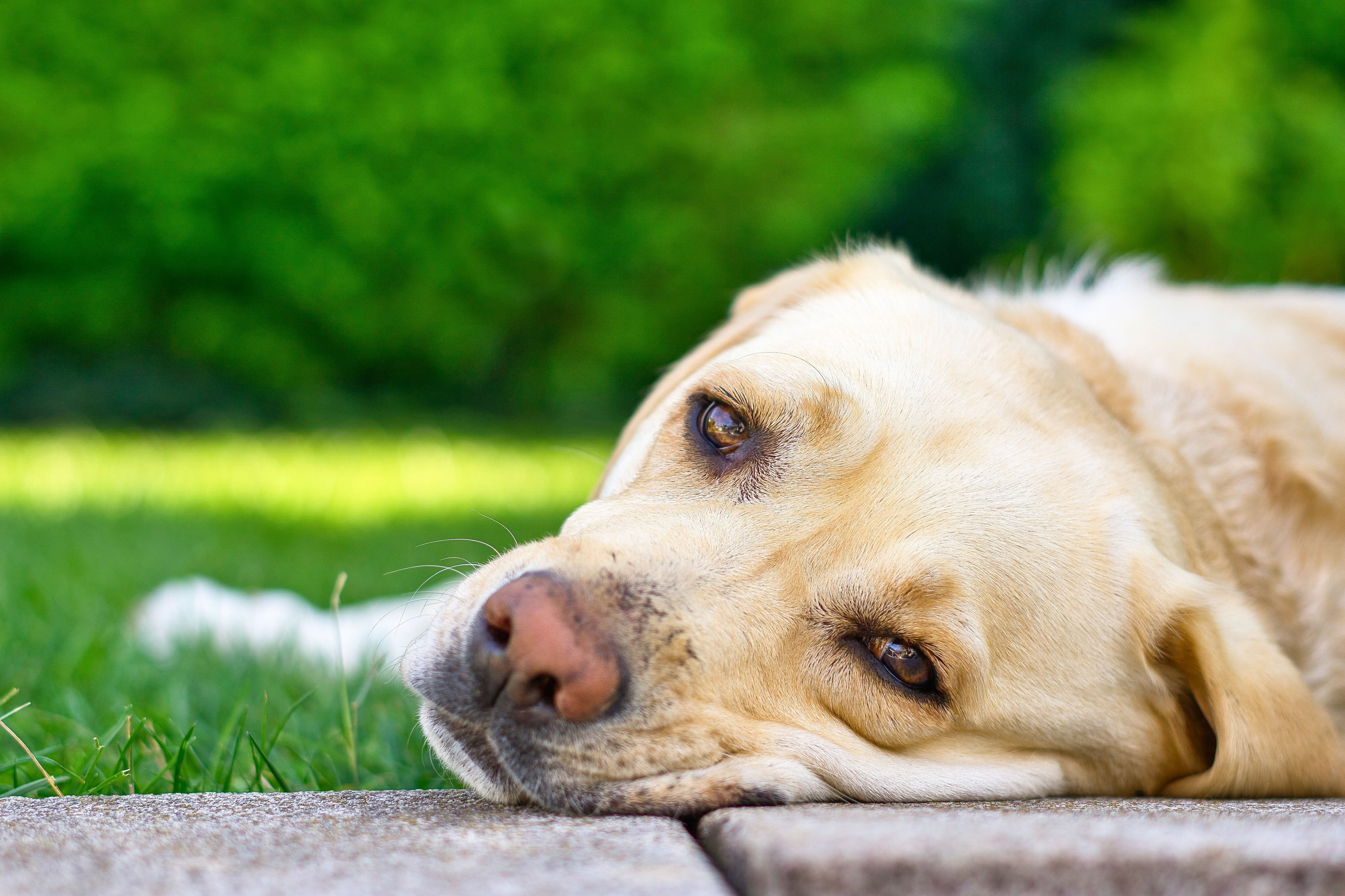 Diarrea, calvas, ojos llorosos… ¿Es alérgico mi perro?