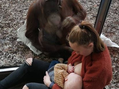 En vídeo, la orangutana contempla a la madre mientras esta amamanta a su hijo.