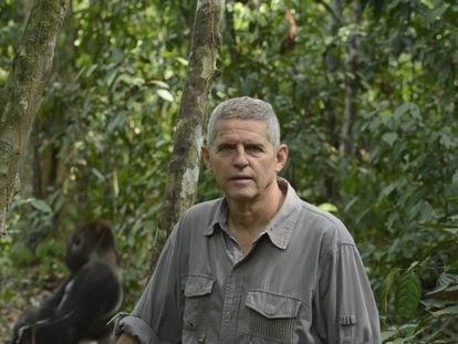 El bi&oacute;logo espa&ntilde;ol Luis Arranz, a pocos metros de un gorila, en Dzanga Sangha.