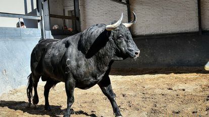 El toro 'Jaleante', de El Vellosino, lidiado en tercer lugar el domingo 2 de julio, en Las Ventas.
