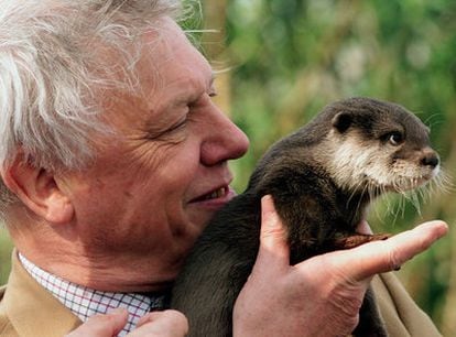 Sir David Attenborough, con una cría de nutria asiática, en la ribera del río Támesis.