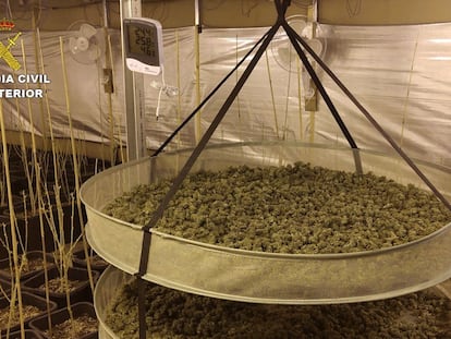 Una de las plantaciones de marihuana encontrada durante la operación de la Guardia Civil de tráfico de drogas que se ha desarrollado en las provincias de Toledo, Madrid, Segovia y Guadalajara.