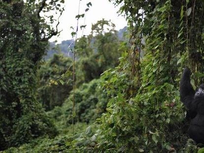 Un gorila en el monte Mikeno, en el parque nacional Virunga (República Democrática del Congo).