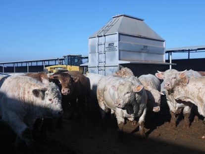 Vacas en una granja de Menasalbas (Toledo)