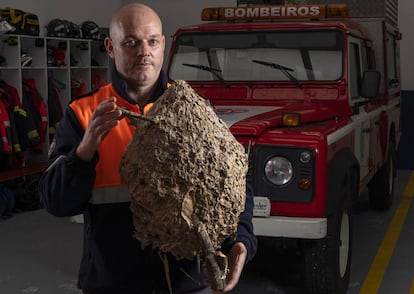 El exterminador Lolo Andrade, miembro de Protección Civil del Ayuntamiento de Cambre (A Coruña), sujeta un nido de velutinas.