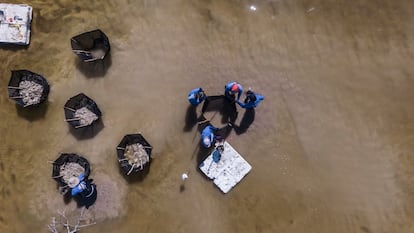Las chelemeras instalan redes para proteger el manglar en Progreso (Yucatán).