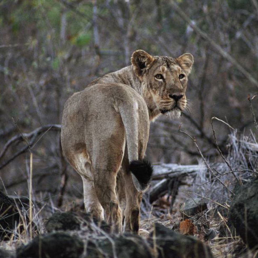 Los leones asiáticos mueren por la enfermedad del moquillo ante la  pasividad de las autoridades indias | Mundo animal | EL PAÍS