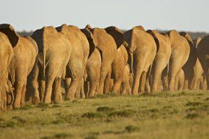 Un grupo de elefantes en el parque nacional Addo Elephant, en el Cabo del Este (Sudáfrica).