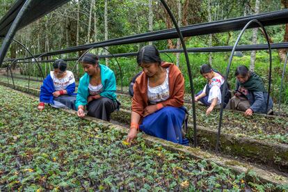 Mujeres supervisan el crecimiento de esquejes en el vivero de Larcacunga, región de Imbabura (Ecuador).