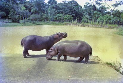 Los dos primeros hipopótamos que llegaron a la Hacienda Nápoles en 1981. Su descendencia, que se ha multiplicado, supone una amenaza para el ecosistema colombiano.