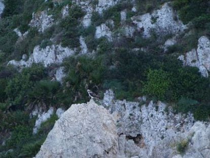 Águila pescadora fotografiada en una roca del cabo de Sant Antoni.