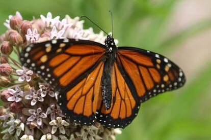 Mariposa monarca en una planta en Toronto (Canadá), el 8 de julio.