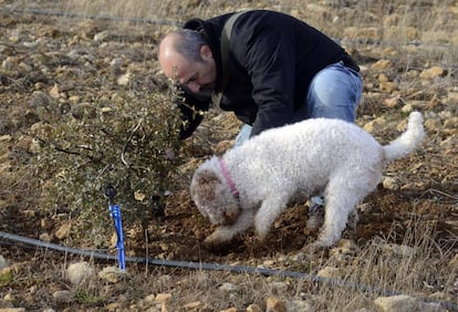 Javier Acedo, de Trufas Alonso, con su perra, escarbando trufas.