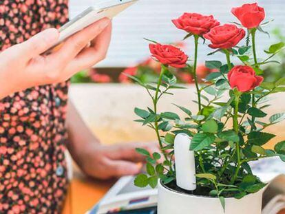 Xiaomi Mi Plant: controla desde el móvil la salud de todas tus plantas