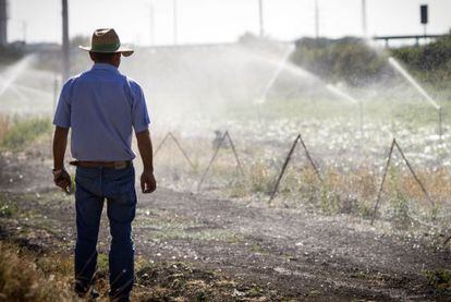 Un agricultor en Nueva Jarilla, en Jerez de la Frontera (C&aacute;diz) 