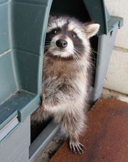 Un ejemplar de mapache en el Centro de Recuperación de Animales Silvestres.