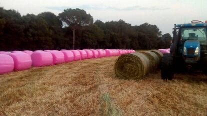 Bales de palla en un camp gironí.