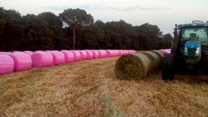 Bales de palla en un camp giron&iacute;.