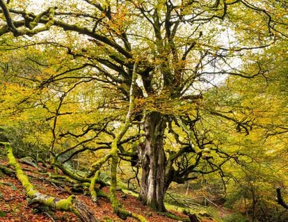 La Fayona, el haya totémico y más longevo del bosque de La Biescona (Asturias).
