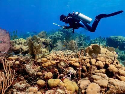 Un buceador observa un arrecife de coral en el Caribe mexicano.