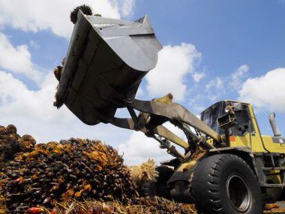 Un tractor cargando con plantas destinadas a la obtenci&oacute;n de biocombustibles. 