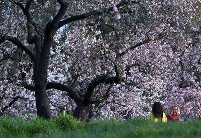 Avance de la primavera en Madrid: florecen los almendros de la Quinta de  los Molinos | Madrid | EL PAÍS