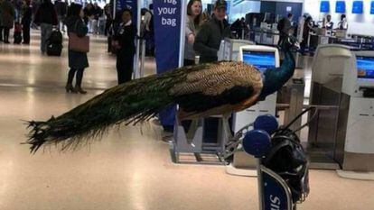 Un pavo real, sobre un carrito en el aeropuerto de Newark (Nueva Jersey), el pasado enero.