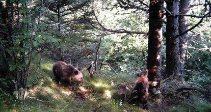 Dos cr&iacute;as de oso en los bosques del Pirineo catal&aacute;n.
